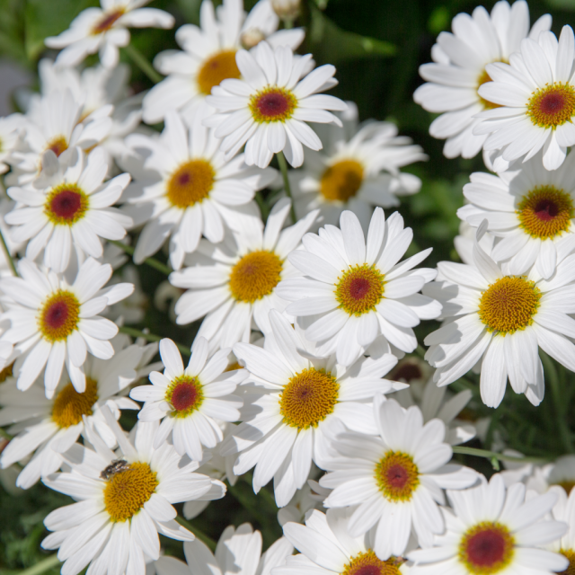 Grandaisy | 6 cm large daisy flowers (argyranthemum) | Home