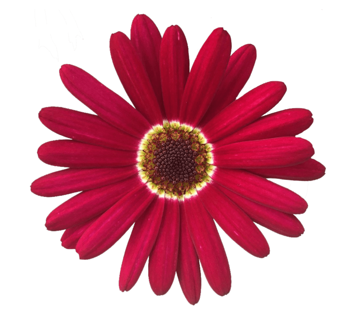 GRANDAISY Deep Red | Big * Bright * Bold * Argyranthemums