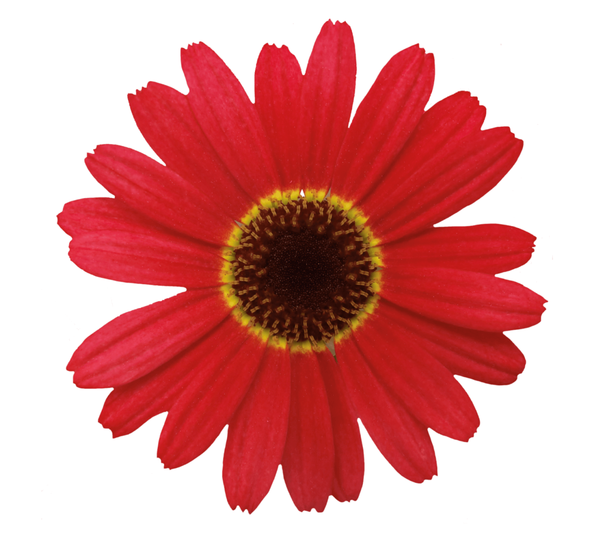 GRANDAISY Red Orange | Big * Bright * Bold * Argyranthemums